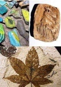 Fossils Image