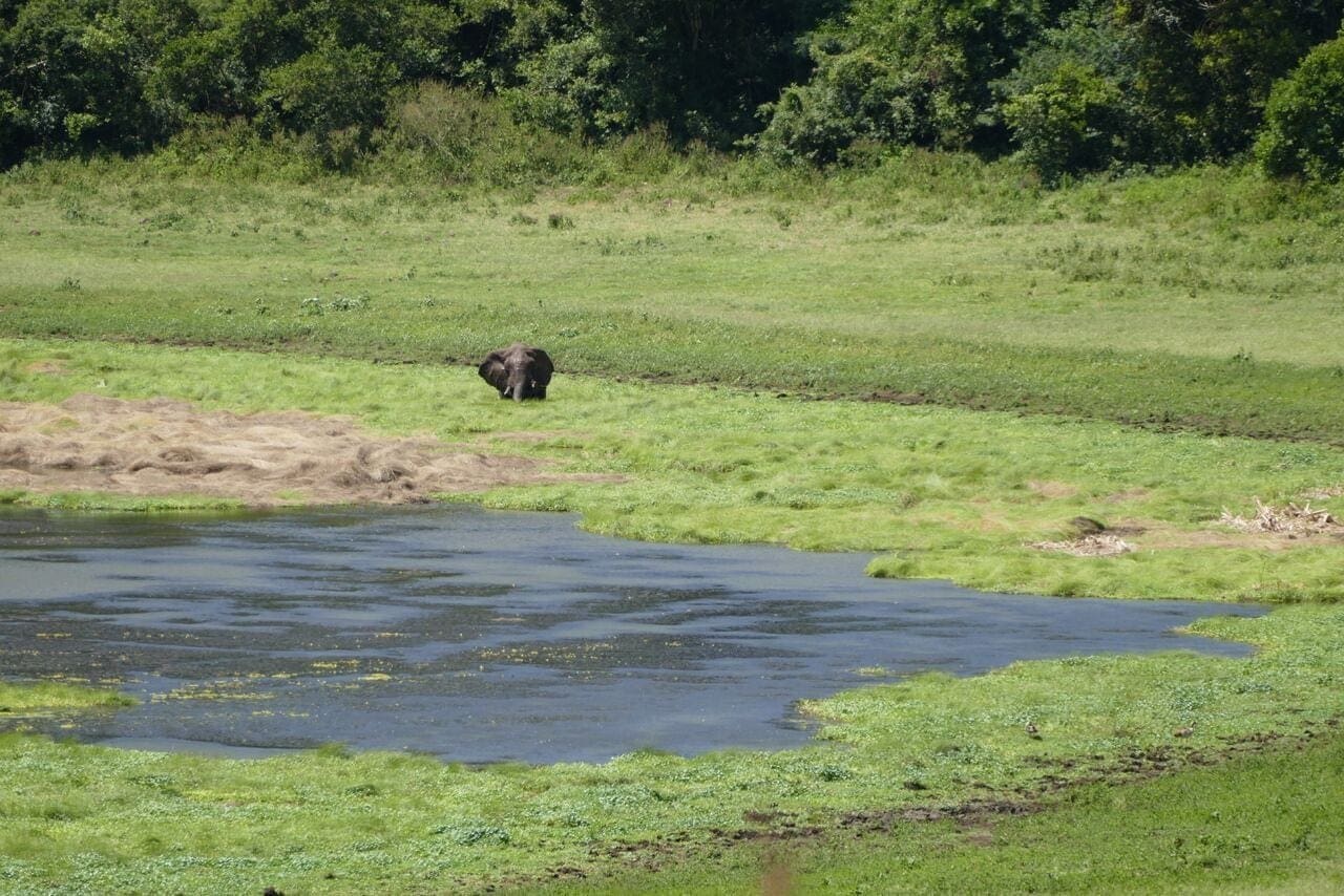 Elephant Marsabit